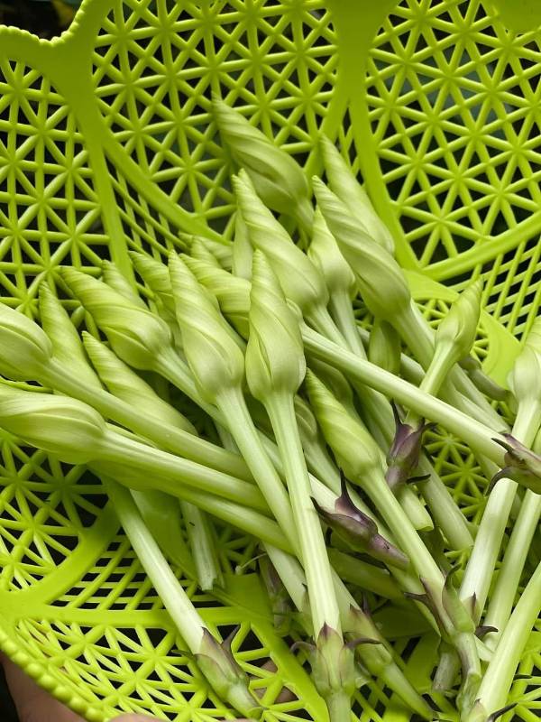 Hạt Giống Bông Chomchan [ E-W Seeds - Thái Lan ]