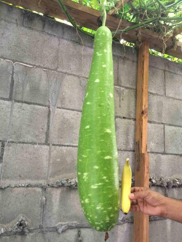 Bầu Sao Siêu Dài - Bella