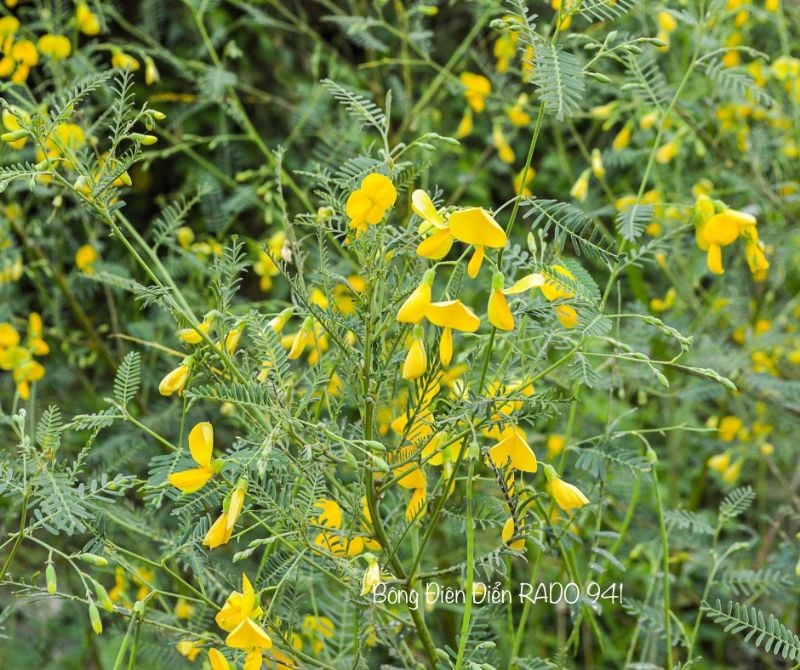 Bông Điên Điển RD941