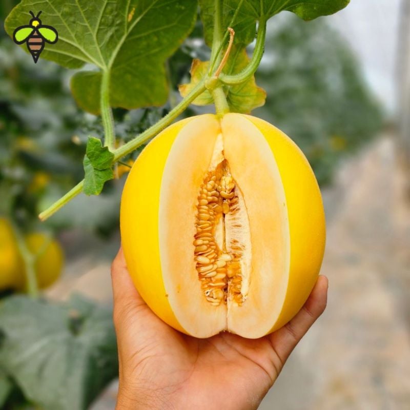 Dưa Lê Vàng - Kim Cô Nương [ E-W Seeds - Thái Lan ]