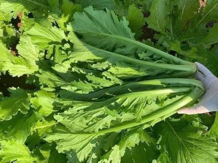 Cải Mèo Tây Bắc