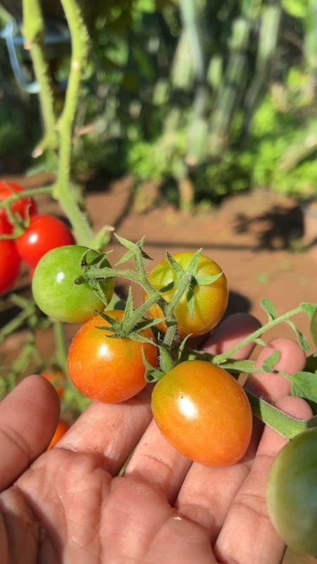 Cà Chua Bi Lai F1 390 [ E-W Seeds - Thái Lan ]