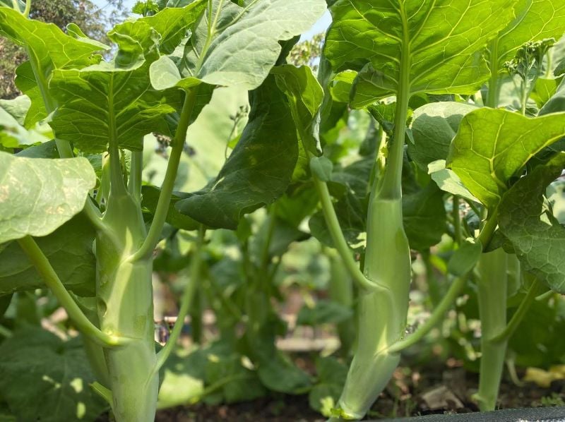 Cải Rổ Chubby - Kale Mushrooms [ JUIJIA - Thái Lan ]