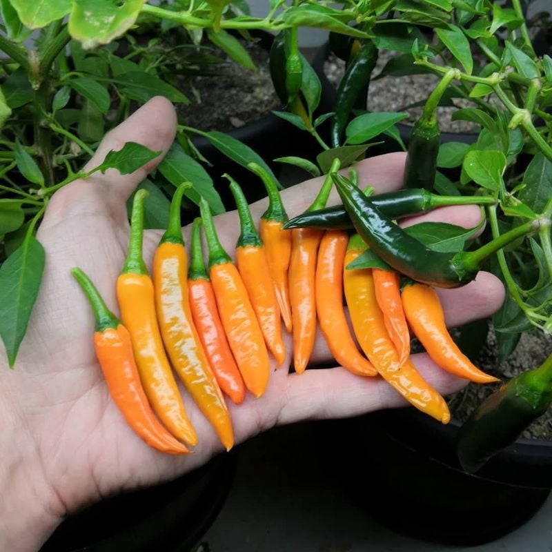 Ớt Sừng Vàng Thái Lan