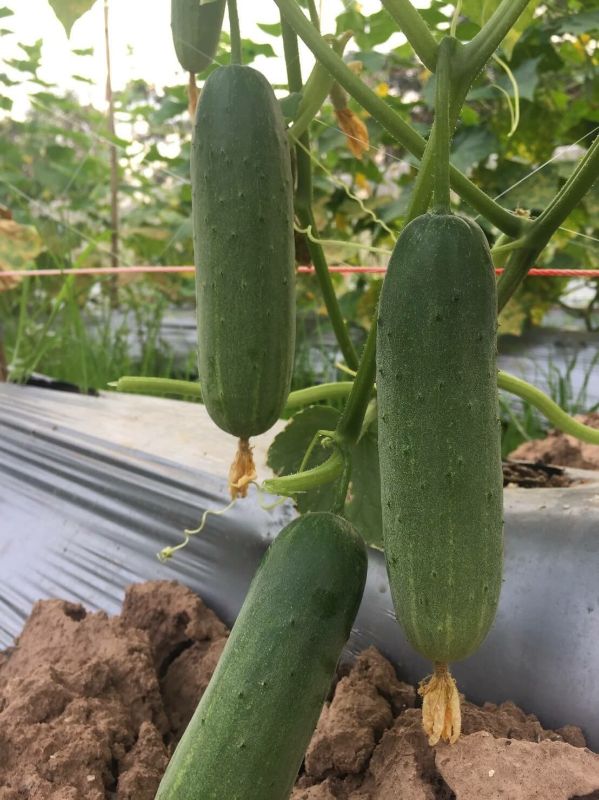 Dưa Leo Thái Lan F1 [ JUIJIA ]