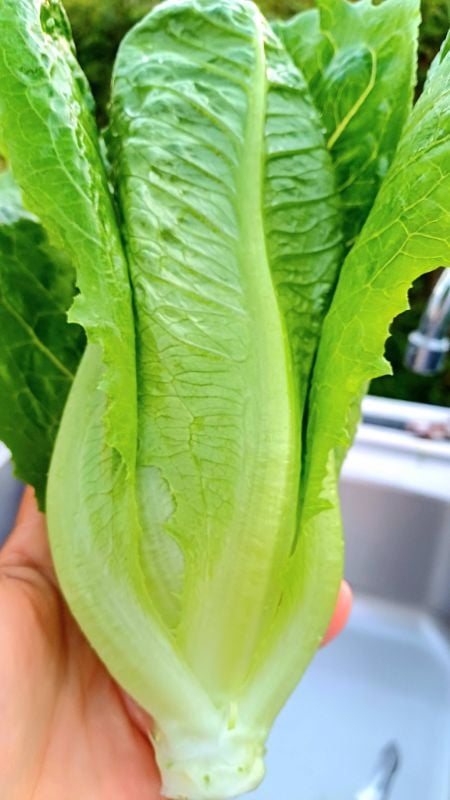 Xà Lách - Paris White Cos [ JUIJIA - Thái Lan ]