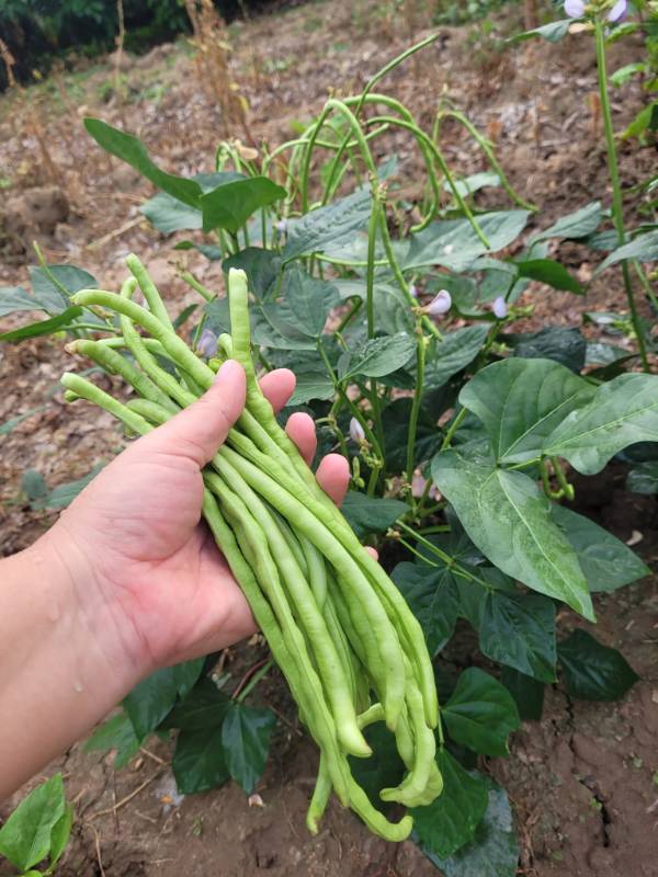Đậu Đũa Siêu Lùn F1