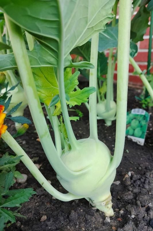 Su Hào Trắng RD703