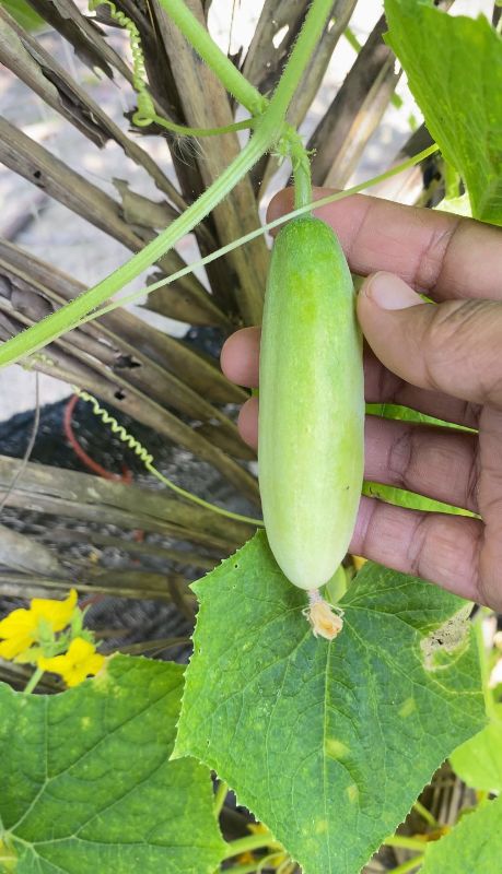 Dưa Leo Lai F1 306 [ E-W Seeds - Thái Lan ]