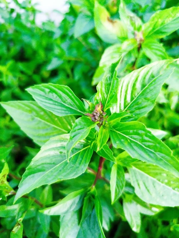 Húng Quế Lá To [ E-W Seeds - Thái Lan ]