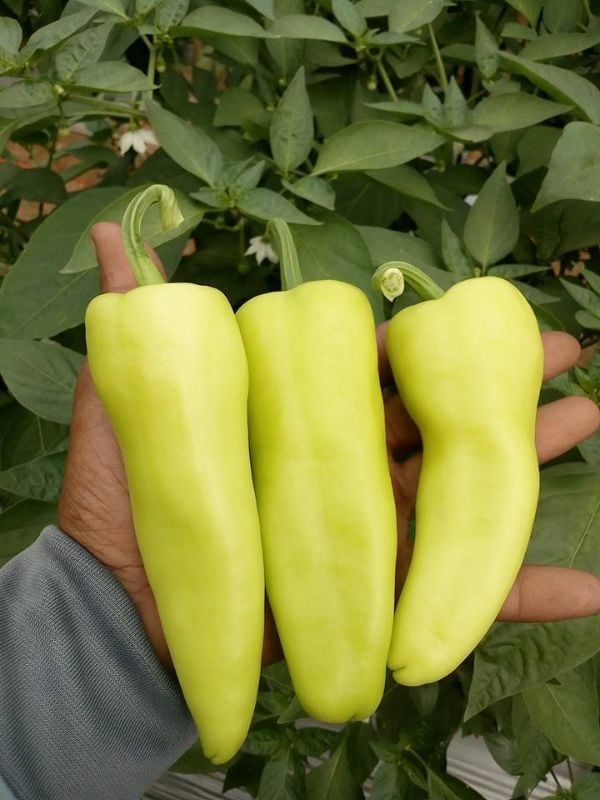 Ớt Đùi Gà Lai F1 [ E-W Seeds - Thái Lan ]