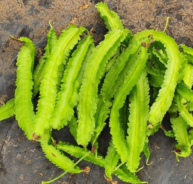 Đậu Rồng Xanh [ Home Garden - Thái Lan ]