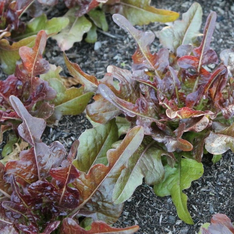 Xà Lách Red Bowl [ JUIJIA - Thái Lan ]