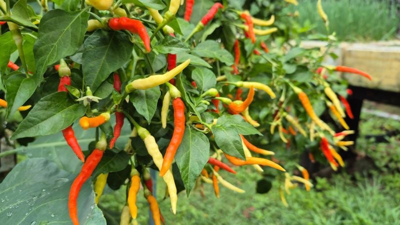 Ớt Karen [ Home Garden - Thái Lan ]