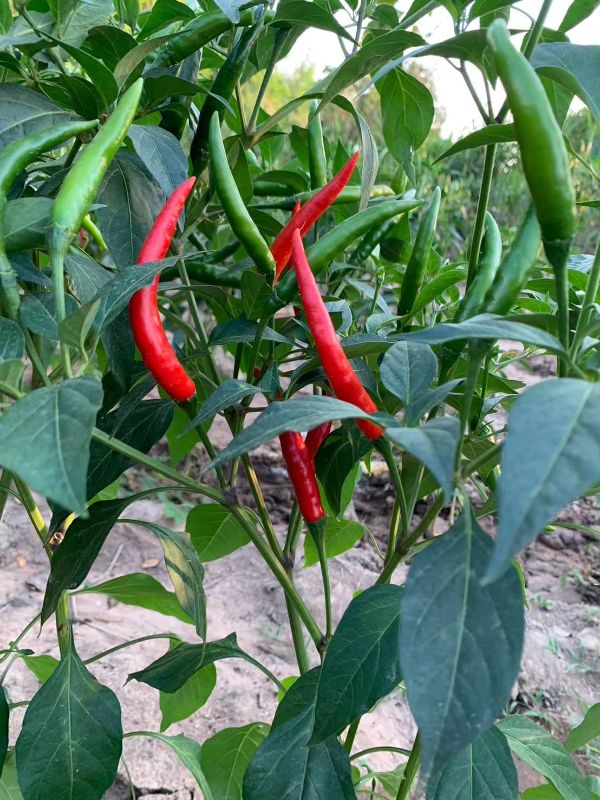 Ớt Chỉ Thiên Siêu Cay [ Home Garden - Thái Lan ]