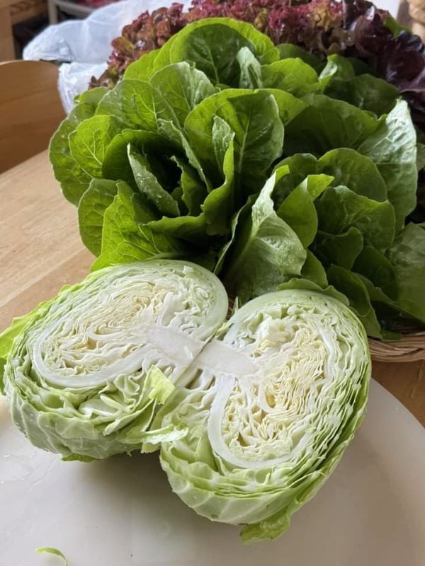 Bắp Cải - Dori 1 [ JUIJIA - Thái Lan ]