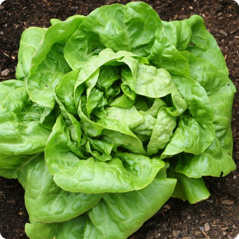 Xà Lách Butterhead - Better Hulk [ JUIJIA - Thái Lan ]