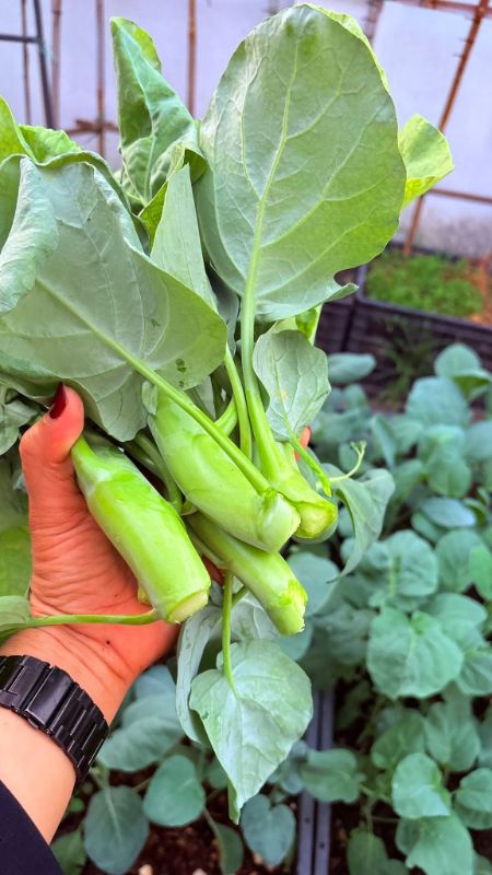 Cải Rổ Chubby - Kale Mushrooms [ JUIJIA - Thái Lan ]