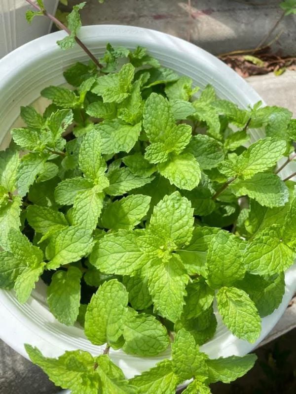 Rau Húng Lủi RD931