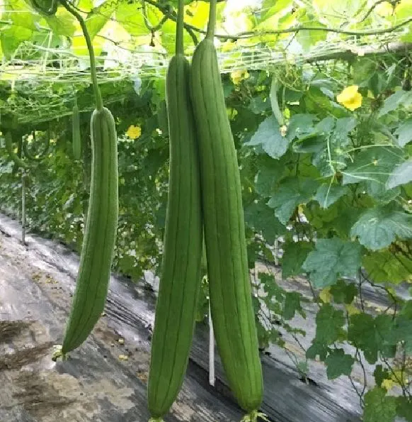 Mướp Hương Trái Dài F1 [ E-W Seeds - Thái Lan ]