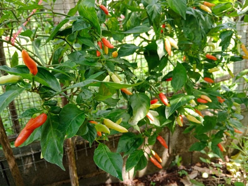 Ớt Karen Mini [ Home Garden - Thái Lan ]