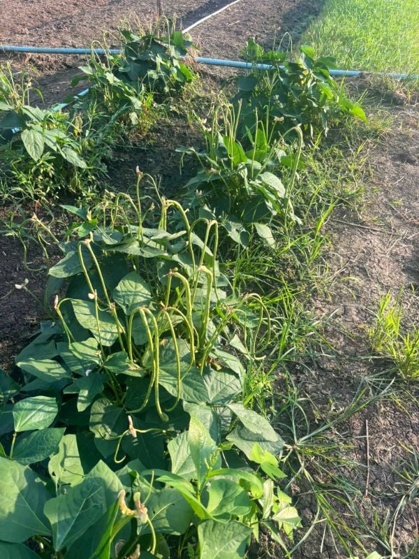 Đậu Que Xanh - Bush Long Bean [ JUIJIA - Thái Lan ]
