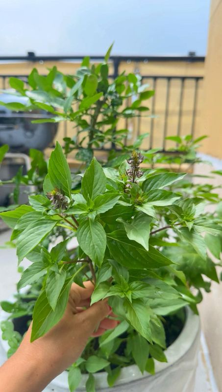 Húng Quế Lá To - JJ Large Leaf [ JUIJIA - Thái Lan ]