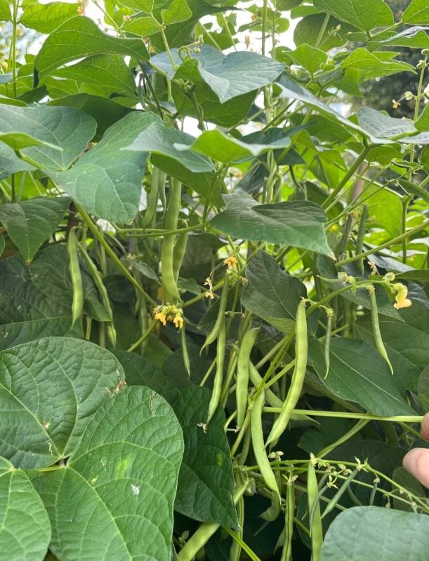 Đậu Cove Cao Sản [ E-W Seeds - Thái Lan ]