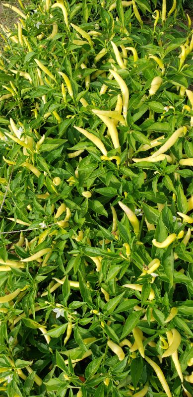 Ớt Japanese White Eagle Claw