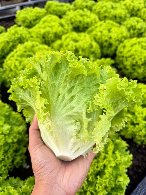 Xà Lách Búp - Renato [ JUIJIA - Thái Lan ]