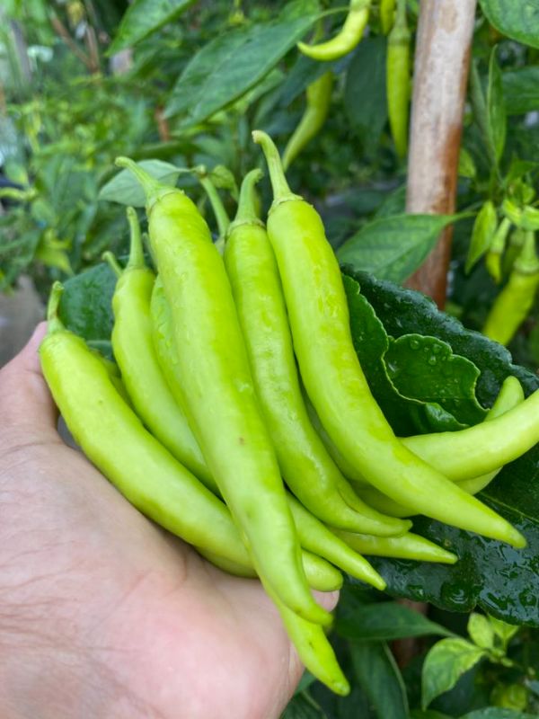 Ớt Sừng Lai F1 31 [ E-W Seeds - Thái Lan ]