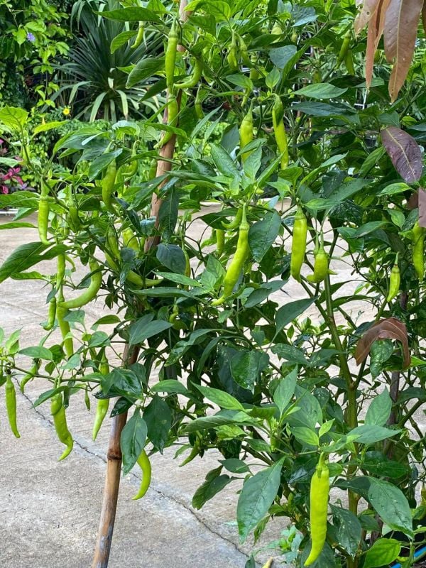 Ớt Sừng Lai F1 31 [ E-W Seeds - Thái Lan ]