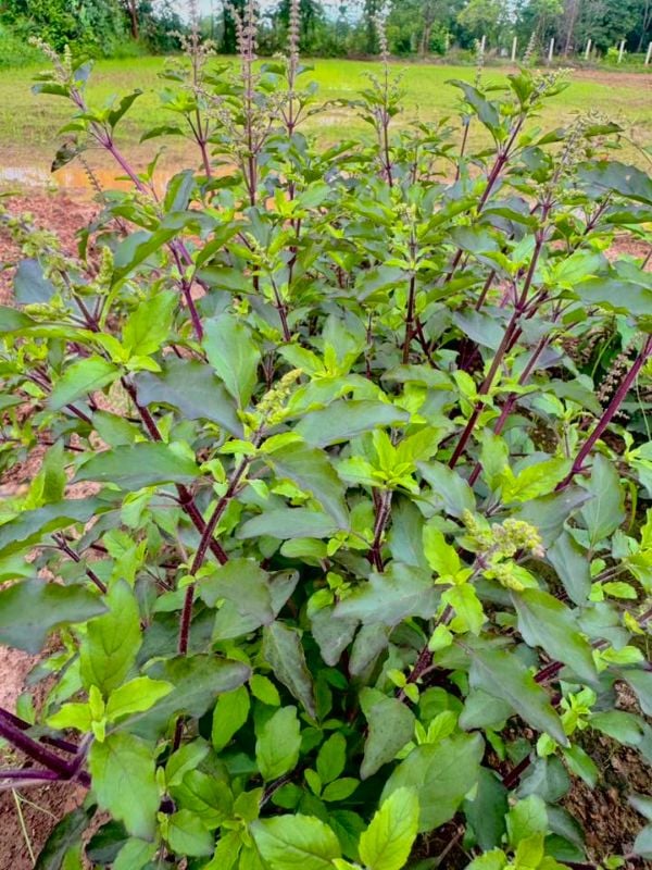 Húng Quế Đỏ [ E-W Seeds - Thái Lan ]