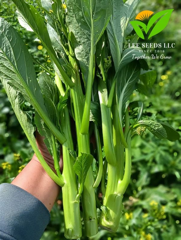 Cải Ngồng Siêu Bông - Green Amber [ JUIJIA - Thái Lan ]