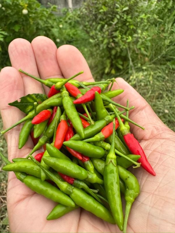 Ớt Xiêm Rừng Thái Lan