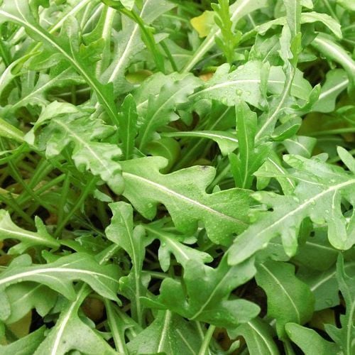 Cải Wild Rocket [ AAA - Thái Lan ]