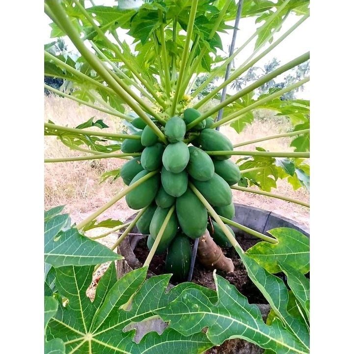 Đu Đủ Siêu Lùn RD540