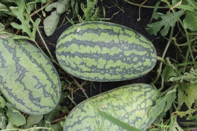 Dưa Hấu Ruột Vàng Ít Hạt [ E-W Seeds - Thái Lan ]