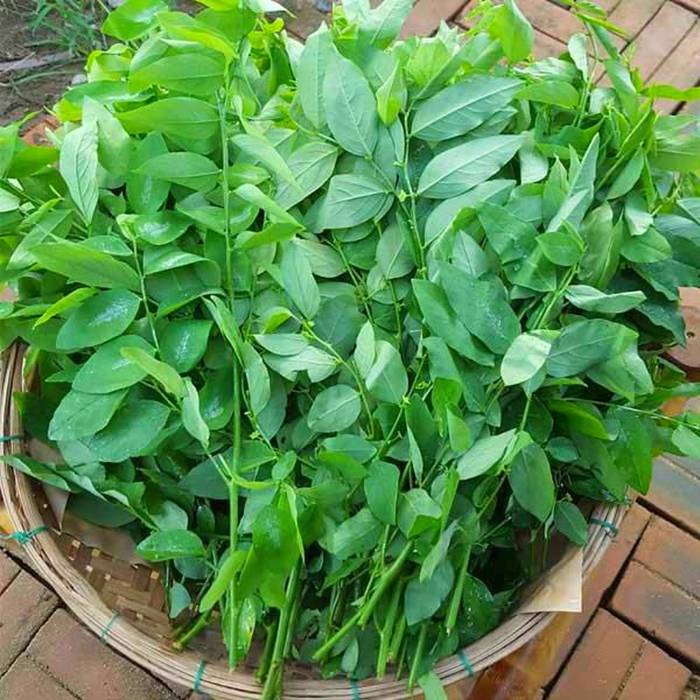Bồ Ngót RD621
