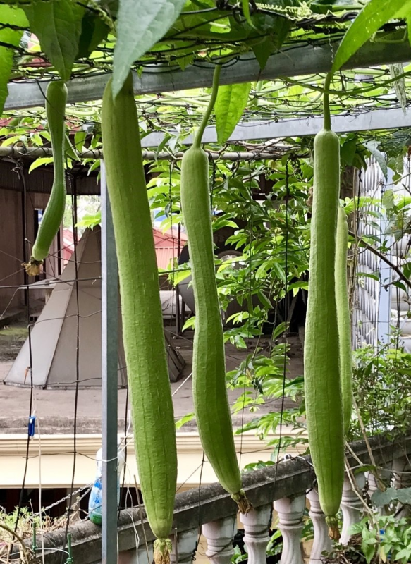 Mướp Hương Trái Dài F1 [ E-W Seeds - Thái Lan ]