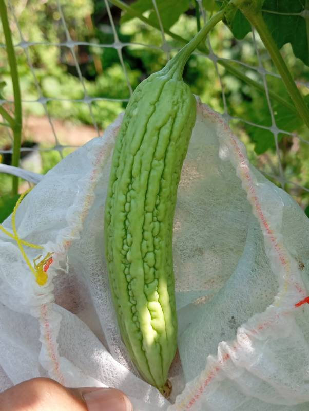 Khổ Qua Xanh Mỡ F1 [ E-W Seeds - Thái Lan ]