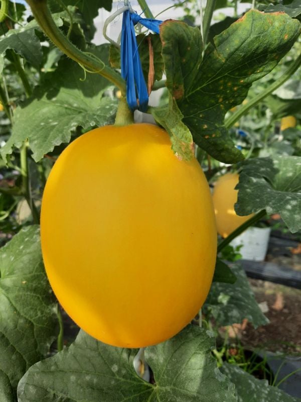 Dưa Lê Vàng - Kim Cô Nương [ E-W Seeds - Thái Lan ]