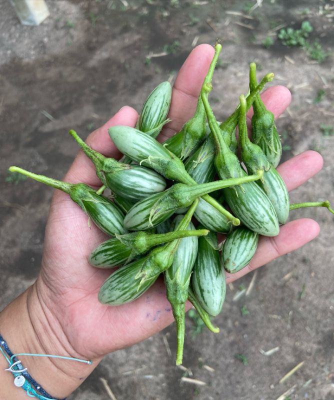 Cà Trứng Sọc [ E-W Seeds - Thái Lan ]