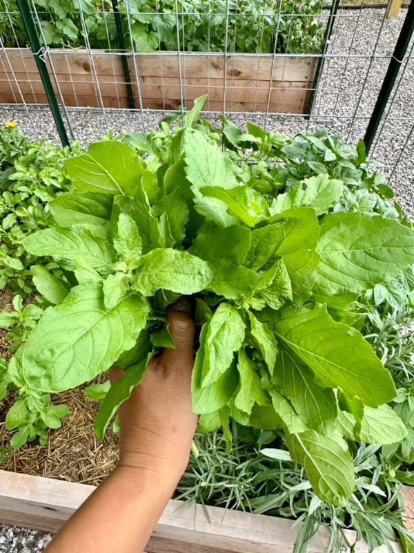 Húng Quế Xanh Lá To [ E-W Seeds - Thái Lan ]