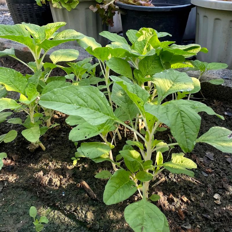 Dền Thân Trắng [ JUIJIA - Thái Lan ]