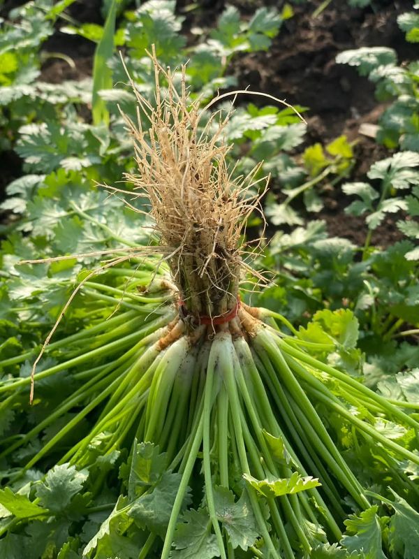 Ngò Rí [ E-W Seeds - Thái Lan ]