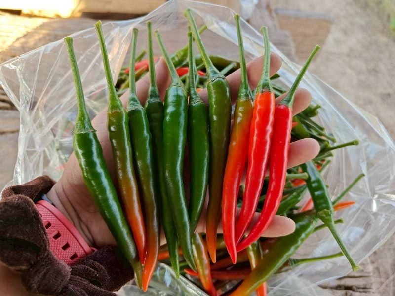 Ớt Jinda [ Home Garden - Thái Lan ]
