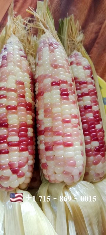 Bắp Nếp Cẩm Hồng Lai F1 [ E-W Seeds - Thái Lan ]