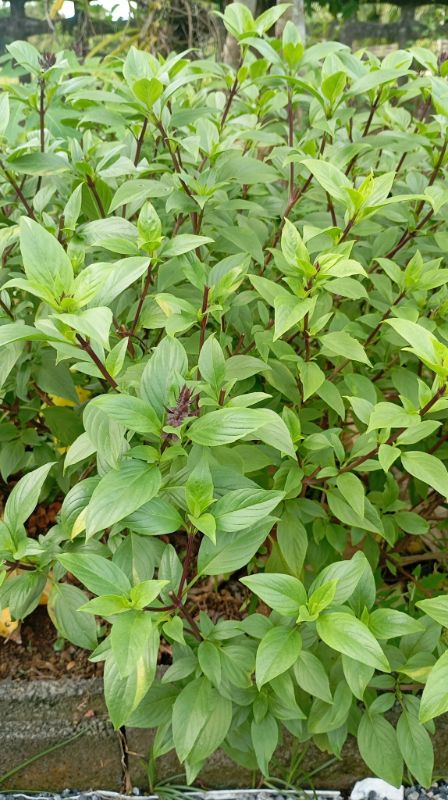 Húng Quế Lá Nhỏ [ E-W Seeds - Thái Lan ]