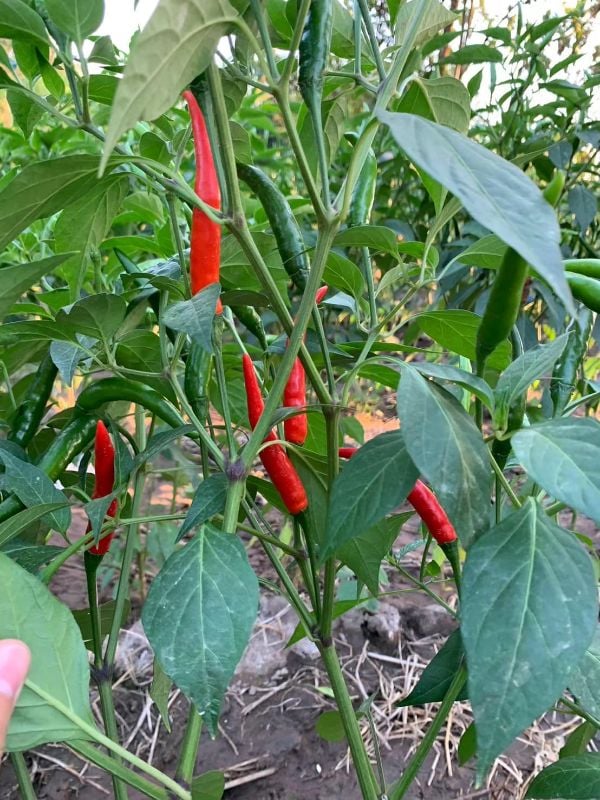 Ớt Chỉ Thiên Siêu Cay [ Home Garden - Thái Lan ]